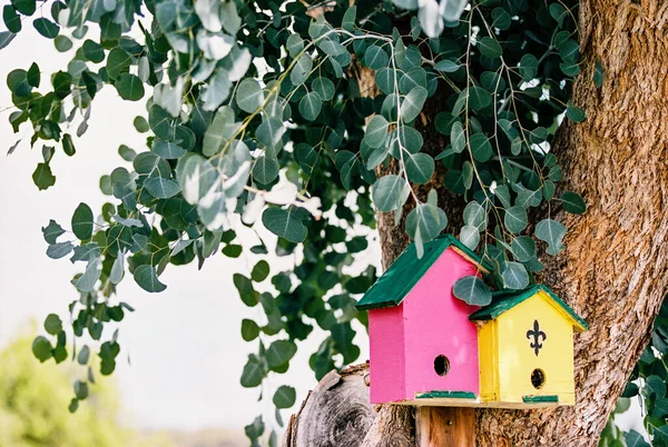 粉色和黄色的鸟房挂在树上 — 图库照片