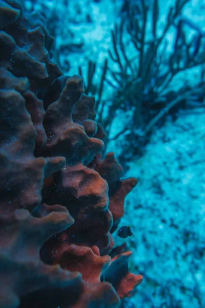 Korallrev Makro Struktur Abstrakt Marina Ekosystem Bakgrund Korall — Stockfoto