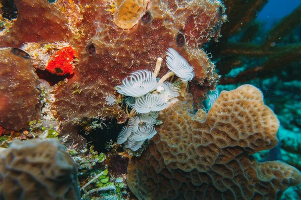 Κοραλλιογενής Ύφαλος Μακροεντολή Υφή Αφηρημένο Θαλάσσιο Οικοσύστημα Φόντο Ένα Κοράλλι — Φωτογραφία Αρχείου