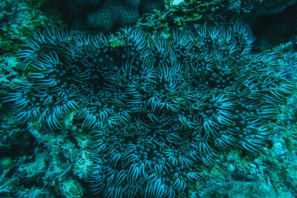 珊瑚礁的宏观 抽象海洋生态系统背景 — 图库照片