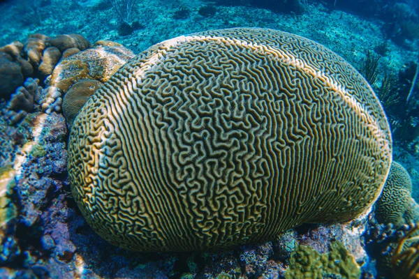 Recifes Coral Macro Textura Fundo Ecossistema Marinho Abstrato Coral — Fotografia de Stock