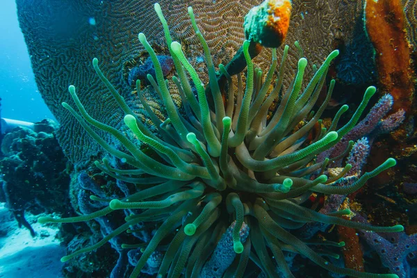 珊瑚礁的宏观 抽象海洋生态系统背景 — 图库照片