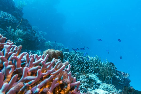 Arrecife Coral Macro Textura Fondo Abstracto Del Ecosistema Marino Coral — Foto de Stock