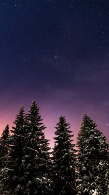 Yıldızlı bir gecede karla kaplı çam ağaçları