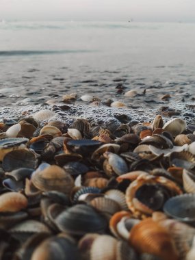 Deniz köpüğündeki deniz kabukları kıyıda yakın plan.