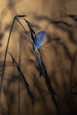 Yaprak üzerinde yaygın mavi icarus kelebeği (polyommatus icarus)