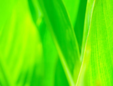 Arka plan veya arka plan için ideal olan yaprak ayrıntısını gösteren soyut görüntü