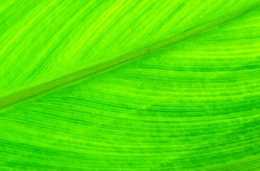 Arka plan veya arka plan için ideal olan yaprak ayrıntısını gösteren soyut görüntü