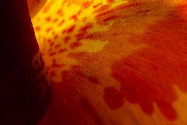 Duvar kağıtları ve arka planlar için ideal bir çiçek Extreme makro soyut.