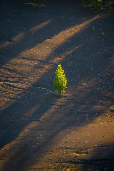 Dunes Peintes Lever Soleil Lassen — Photo