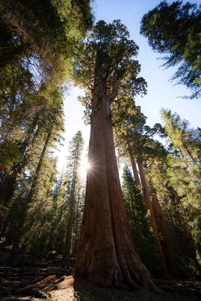 Árbol General Sherman Las Sequoias — Foto de Stock