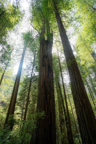 Prairie Creek Redwood Στην Καλιφόρνια — Φωτογραφία Αρχείου