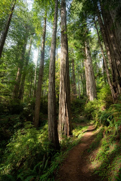 Prairie Creek Redwood Kalifornii — Zdjęcie stockowe