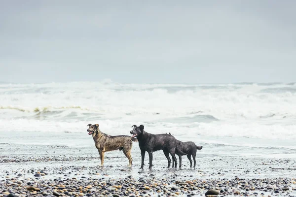 Kutyák Állnak Tengerparton Arra Várva Hogy Játszhassanak Gazdájukkal — Stock Fotó