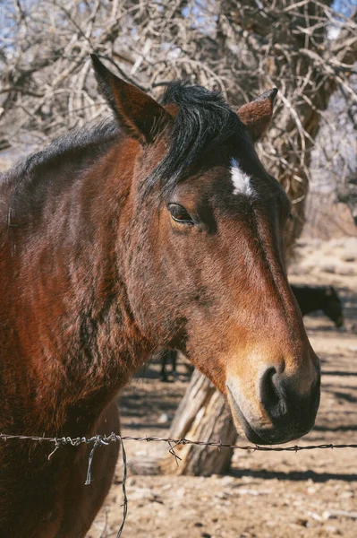 Close Horse Alabama Hills — Stock Photo, Image