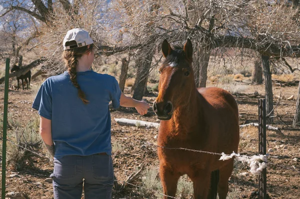 アラバマヒルズの馬との接続 — ストック写真