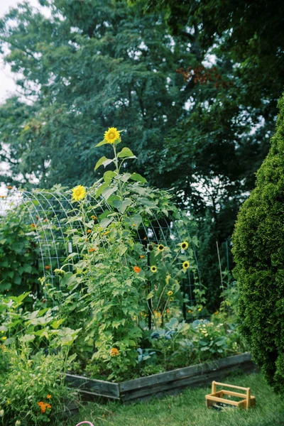 Vista Pequeño Jardín Urbano Con Camas Elevadas Girasoles —  Fotos de Stock