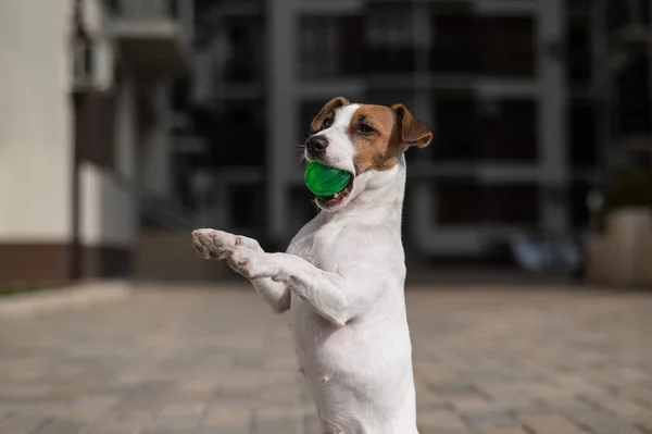 杰克罗素Terrier狗抱着一个绿色的球在户外 — 图库照片