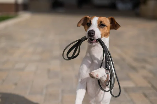 Dog Giving Leash Owner Outdoors — Stock Photo, Image