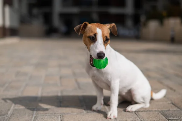 Jack Russell Terrier Dog Playing Ball Outdoors — Stock Photo, Image