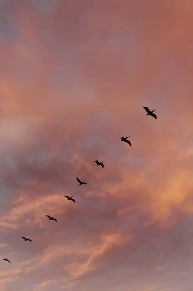 Пелікани Літають Небі — стокове фото