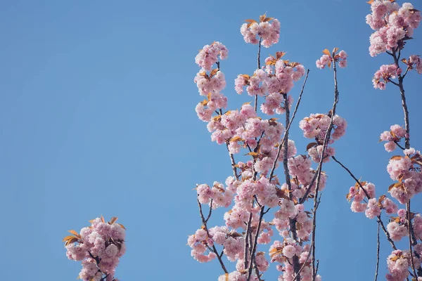 Ciliegio Primavera Fioritura Con Fiori Teneri Rosa Sfondo Cielo — Foto Stock
