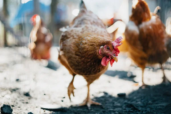 Házi Baromfi Házi Nevelésű Egészséges Csirkék — Stock Fotó