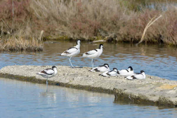 Ave Aquática Avoceta Recurvirostra Avosetta — Fotografia de Stock