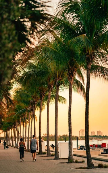 Paar Menschen Miami Florida Palmen Tropischen — Stockfoto