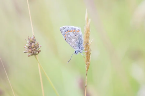 葉に一般的な青イカルス蝶 Polyommatus Icarus — ストック写真