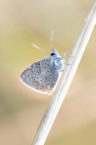 Common Blue Icarus Butterfly Leaf Polyommatus Icarus — Stock Photo, Image