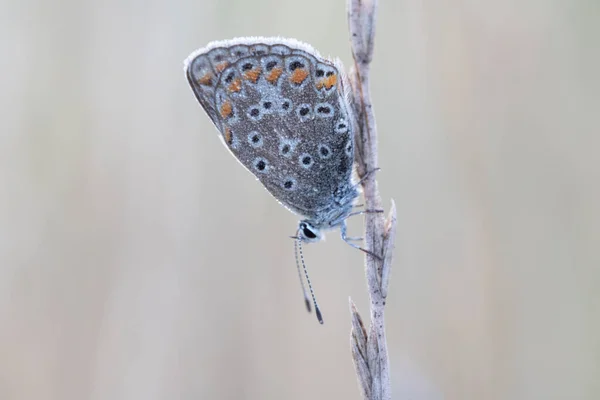 Niebieski Motyl Icarus Liściu Polyommatus Icarus — Zdjęcie stockowe