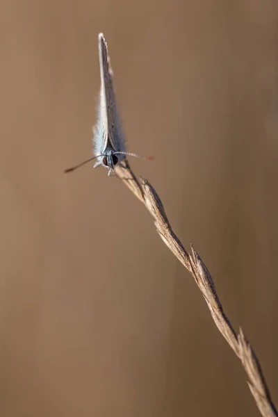 Blauer Ikarus Schmetterling Auf Blatt Polyommatus Icarus — Stockfoto