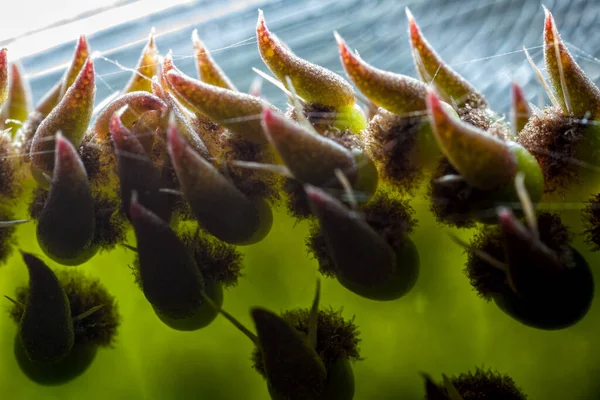 Цінні Колоски Або Шипи Які Захищають Листкове Листя Opuntia — стокове фото
