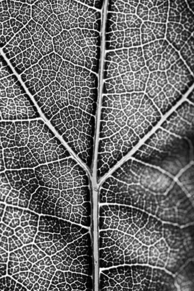 Super Macro Image Showing Detail Plant Leaf — Stock Photo, Image