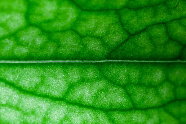Egy Szuper Makró Kép Amely Egy Növénylevél Részleteit Mutatja — Stock Fotó