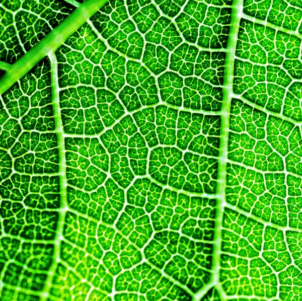 Supermakro Bild Som Visar Detaljer Ett Växtblad — Stockfoto