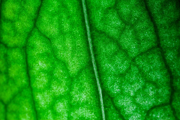 Μια Σούπερ Μακροεντολή Εικόνα Που Δείχνει Λεπτομέρειες Ένα Φύλλο Φυτού — Φωτογραφία Αρχείου