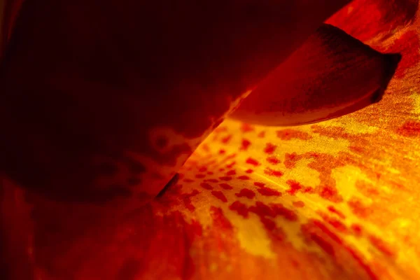 Duvar Kağıtları Arka Planlar Için Ideal Bir Çiçek Extreme Makro — Stok fotoğraf