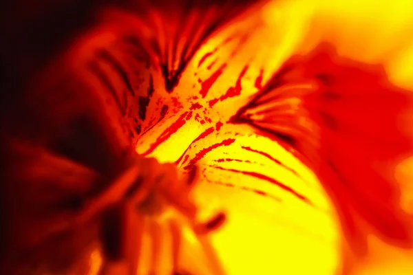 Супермакроснимок Показывающий Детали Лепестков Цветке — стоковое фото