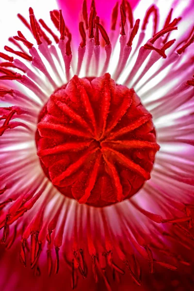 Heart Poppy Flower Seed Capsule Surrounded Plethora Stamens — Stock Photo, Image