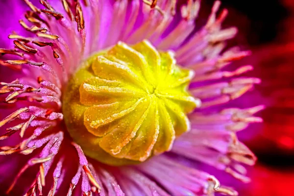 Сердце Цветка Мака Капсула Семян Окруженная Множеством Тычинок — стоковое фото