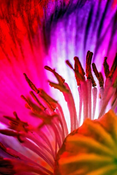 Haşhaş Çiçeğinin Kalbi Tohum Kapsülü Bir Sürü Dayanıklılıkla Çevrili — Stok fotoğraf