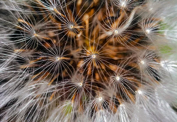Супер Макрофотографія Показує Деталі Головки Квітки Денделіона — стокове фото