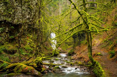 Columbia Nehri Boğazı 'nda yosunlu yürüyüş patikası