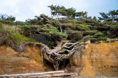 Olimpiyat Kıyısındaki Hayat Ağacı