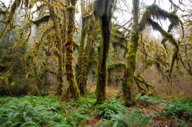 Hoh Yağmur Ormanındaki Yosun Salonu
