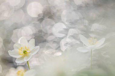 Anemone nemorosa orman şakayığı, bahar çiçeği