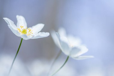 Anemone nemorosa orman şakayığı, bahar çiçeği