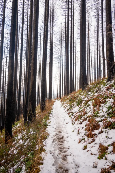 Μονοπάτι Πεζοπορίας Καλυμμένο Χιόνι Καμένα Δέντρα — Φωτογραφία Αρχείου
